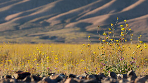 Рядък феномен: Килим от цветя покри най-горещото място на света (ВИДЕО)