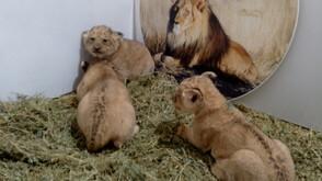 Как ще се казват малките лъвчета от зоопарка в Стара Загора