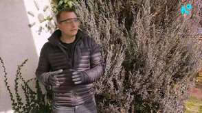 „Нищо лично”: Как се препарира хипопотам джудже