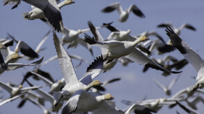 Природен спектакъл: Хиляди снежни гъски изпълниха небето над Пенсилвания (ВИДЕО)