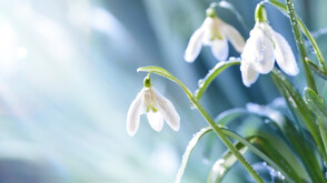 Астрономическата пролет настъпва с привкус на зима