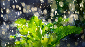 Дъжд и сняг за Първа пролет