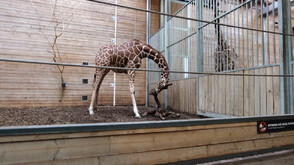 Жирафче и слонче се родиха в зоопарка в Копенхаген (ВИДЕО)