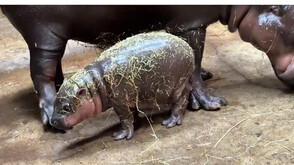 В полски зоопарк показаха бебе от застрашения вид хипопотам пигмей (ВИДЕО)