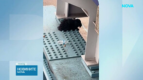 Спасиха малко куче, блокирано на висока 12 метра жп платформа