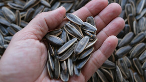 БАБХ откри наднормени пестициди и в третия кораб с аржентински слънчоглед