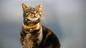 Защо котките никога не падат по гръб