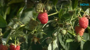 Малинопроизводителите у нас настояват за спешни мерки заради риск от водна криза