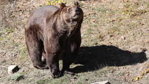 Пет мечки от Белица се събудиха от зимен сън, отварят парка на 1 април