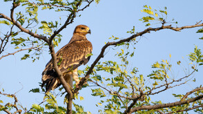 Започва мащабна кампания за спасяване на застрашени птици в България, РСМ и Турция