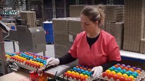 Работилница в Германия вари и боядисва яйца по 70-годишна рецепта (ВИДЕО)