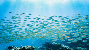 Световните запаси от мигриращи сладководни риби намаляват драматично