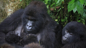 Бебета близнаци от застрашен вид горила се родиха в национален парк в Конго (ВИДЕО)