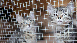 Жена от Бейрут евакуира над 30 котки от бомбардировките