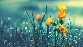 Дъждовно време до Цветница