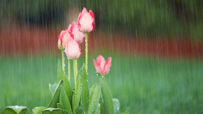 Жълт код за значителни валежи в част от Северна България в неделя