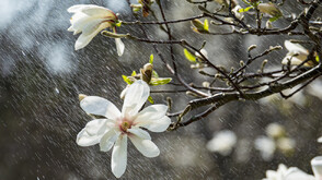 Прохладно и облачно с дъжд в неделя