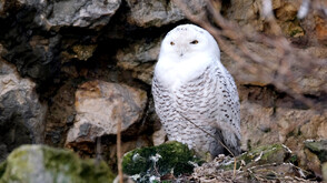 40 нови животински вида ще се ползват с международна защита