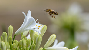 Учени: Цветята имат "биологичен часовник", съобразен с потребностите на насекомите