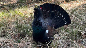 Започнаха брачните игри на глухарите (ВИДЕО)