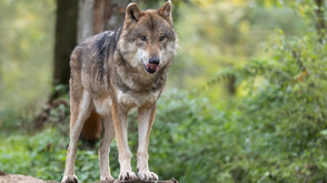 Вълк ухапа жена в търговски район на Хамбург