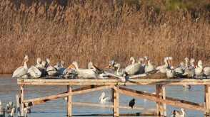 Международен ден на птиците: Как протича пролетната миграция?