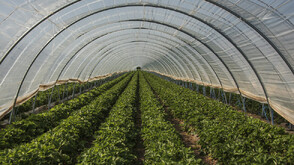 Земеделец: Рязкото поскъпване на природния газ и торовете поставя оранжерийното производство у нас под сериозен натиск