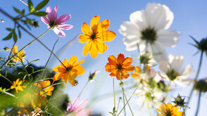 Пролетта събужда природата: Как растенията „разбират”, че е време да цъфтят