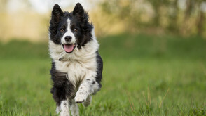 Как куче се върна у дома след дни в дивата природа в Нова Зеландия