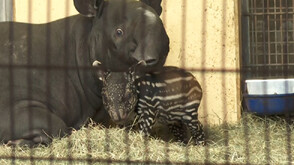 В германски зоопарк се роди бебе тапир от застрашен вид (ВИДЕО)