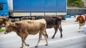 БАБХ предупреждава за риск от пренасяне на шап у нас при великденските пътувания