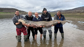 Уловиха гигантски сом от близо 2,5 м в язовир „Огоста” (СНИМКИ)