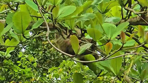 "Непознатите земи": Кой живее в джунглите на Коста Рика