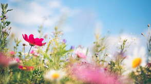 Цветница е!