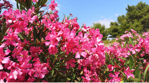 Здравните власти в Гърция искат изкореняване на зукума от обществени месата