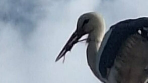 Щъркел бедства в лясковското село Мерданя