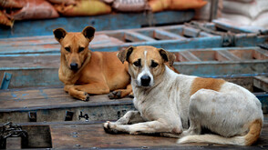 До края на май всички бездомни кучета в Истанбул ще са в приюти