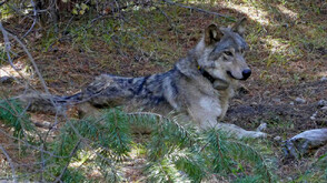 Пуснаха в дивата природа вълка, който ухапа жена в търговски район в Хамбург