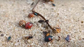 Нашествие на калинки по варненските плажове (ВИДЕО)