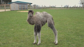 Камилче от застрашен вид е най-новият питомец в британски зоопарк (ВИДЕО)