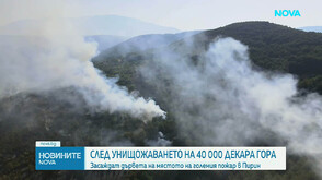 След унищожението на 40 хиляди декара гора: Засаждат дървета на мястото на големия пожар в Пирин