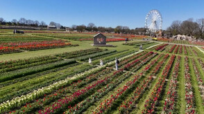 На 100 вида лалета разцъфнаха на пролетен фестивал в Обединеното кралство