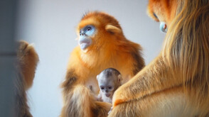 Бебе от застрашения вид златна чипоноса маймуна се роди в белгийски зоопарк (ВИДЕО)