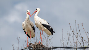 Бягат ли щъркелите от войната: Истината зад видеата в интернет