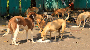 Варна с нова кампания: Автобуси призовават за доброта към животните