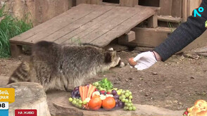 Обитателите на зоопарка в Стара Загора получиха лакомства за Великден