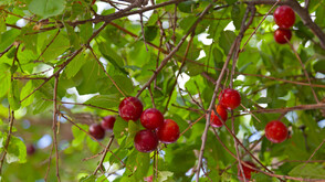 45 евро за килограм джанки: Как хората в Северозападна България приеха новината