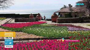 Парад на лалетата превръща Ботаническата градина в Балчик в цветна приказка
