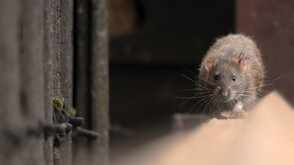 Първият в света паметник на плъх-сапьор бе издигнат в Камбоджа