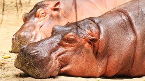 Колумбия планира да намали популацията на хипопотамите на Пабло Ескобар